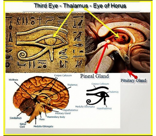 A comparison of a cross section of the human brain and the eye of Ra symbol from ancient Egypt. The design is very similar showing that this eye was really used to symbolize an inner spiritual vision given by the pineal gland.