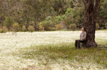belsebuub meditation tree